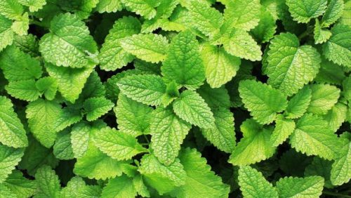 Mint
