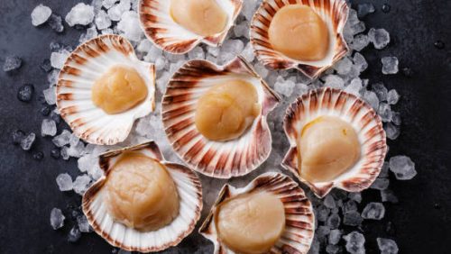 Scallop (Fresh)